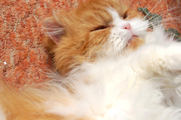 Image showing persian cat