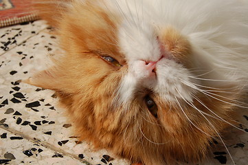 Image showing persian cat