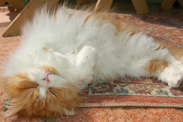 Image showing the persian cat
