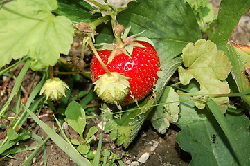 Image showing strawberry