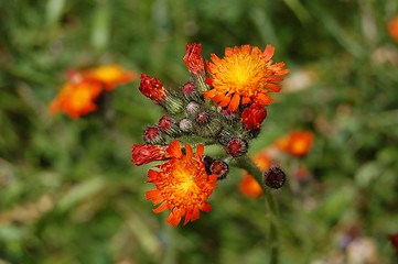 Image showing flowers