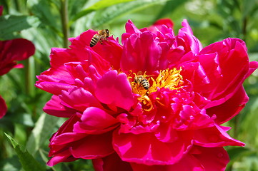 Image showing the pink bloom