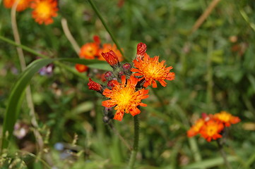 Image showing flowers in the meadow