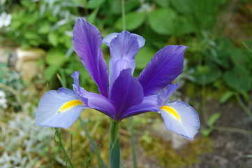 Image showing blue flower