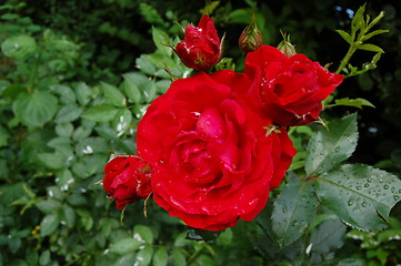 Image showing red rose