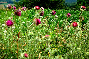 Image showing wild thistles