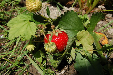 Image showing strawberry