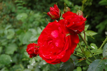 Image showing red rose