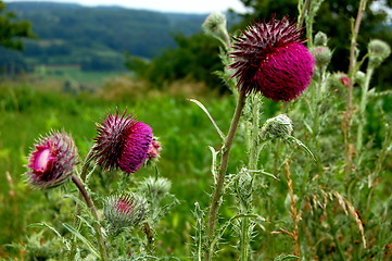 Image showing thistle