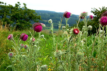 Image showing thistle