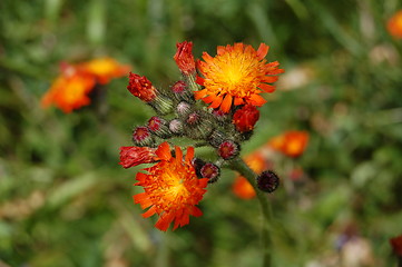 Image showing flowers