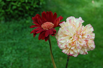 Image showing two flowers