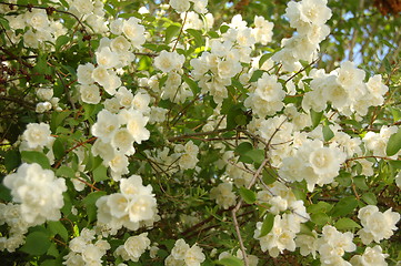 Image showing white flowers