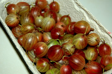 Image showing gooseberries