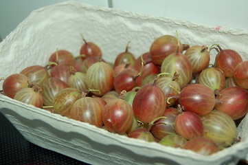 Image showing gooseberries