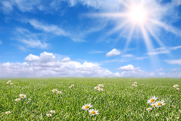 Image showing Serene Sunny Field Meadow in Spring
