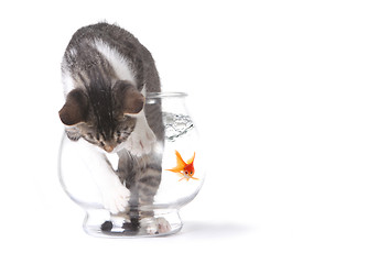 Image showing Bad Cat in a Fishbowl Misbehaving