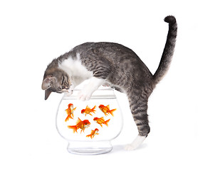 Image showing Cat Fishing for Gold Fish in an Aquarium Bowl