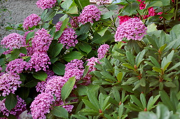 Image showing pink flowers