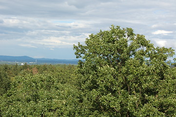 Image showing trees