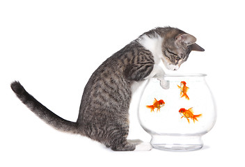 Image showing Kitten Watching Fish Swim With Paws on Aquarium