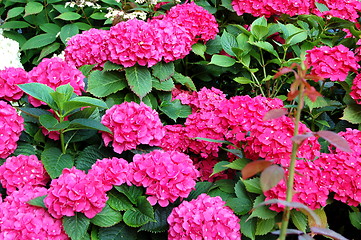 Image showing pink flowers