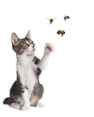 Image showing Funny Cat Catching Bees