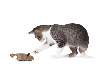 Image showing Funny Cat and Fake Mouse