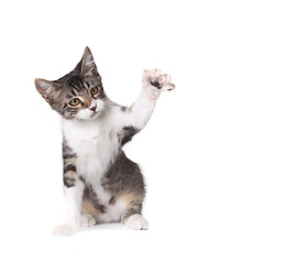 Image showing Little Kitten Pawing on White