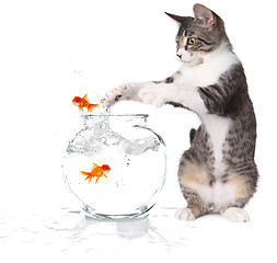 Image showing Cat Trying to Catch Jumping Goldfish