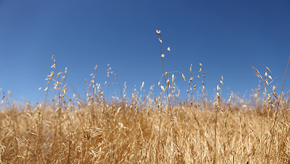 Image showing Bright Golden Wheat Field  With a Beautiful Sky