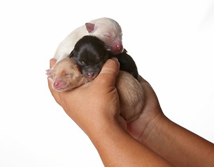 Image showing 3 Newborn Puppies Sleeping