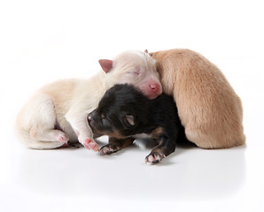 Image showing Newborn Pomeranian Puppy Dogs Lying On Top of Eachother