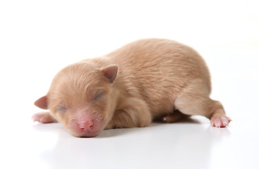 Image showing Newborn Pomeranian Puppy Sleeping on White Background