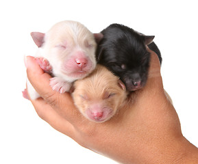 Image showing Three Newborn Puppies Sleeping