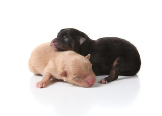 Image showing Sleeping Newborn Puppy Dogs