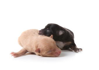 Image showing Puppy Sleeping Atop His Brown Brother