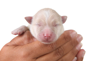 Image showing Cute White Newborn Pomeranian Puppy