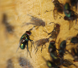 Image showing Multiple Flies Stuck to Flypaper