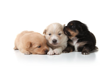 Image showing Sweet and Cuddly Pomeranian Newborn Puppies