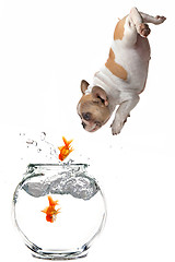 Image showing Puppy Following Jumping Goldfish Into a Fishbowl