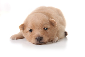 Image showing Sweet Tan Colored Pomeranian Newborn Puppy