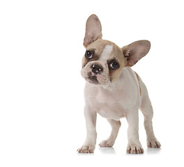 Image showing Adorable Puppy With Big Ears Standing Up