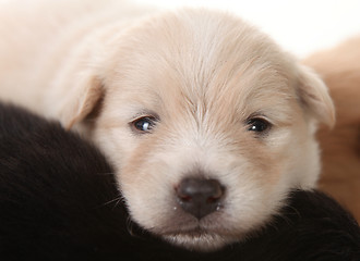 Image showing Newborn Pomeranian White Puppy Eyes Open