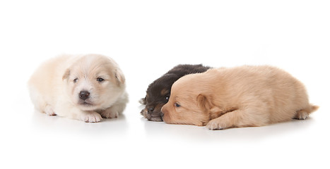 Image showing Three Pomeranian Puppies on White