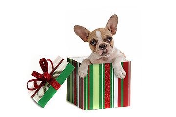 Image showing Dog Inside a Christmas Gift