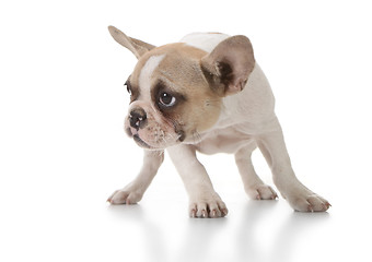 Image showing Sweet Puppy Looking to the Side on White.