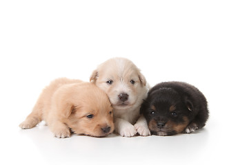 Image showing Tired Sweet and Cuddly Newborn Puppies