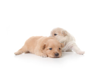 Image showing Tan and White Colored Pomeranian Newborn Puppies