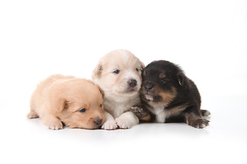 Image showing Three Pomeranian Newborn Puppies With Eyes Open